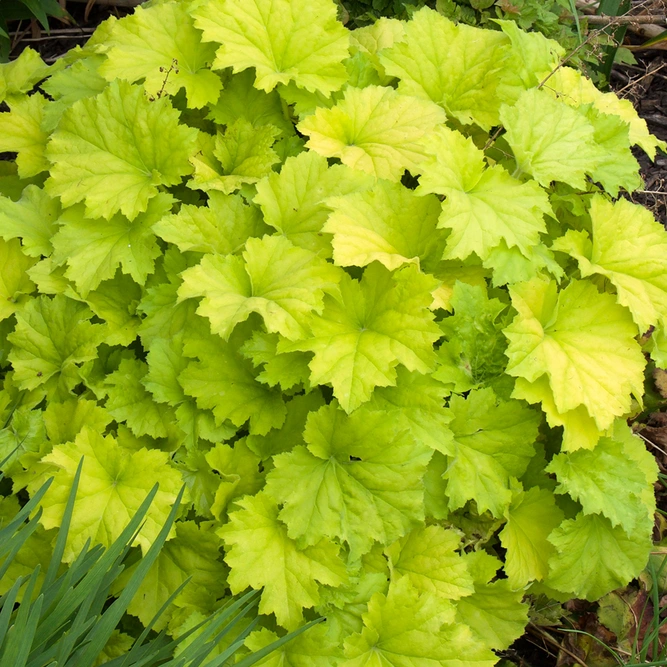 Heuchera 'Guacamole' available at Boma Garden Centre Image by F.D.Richards