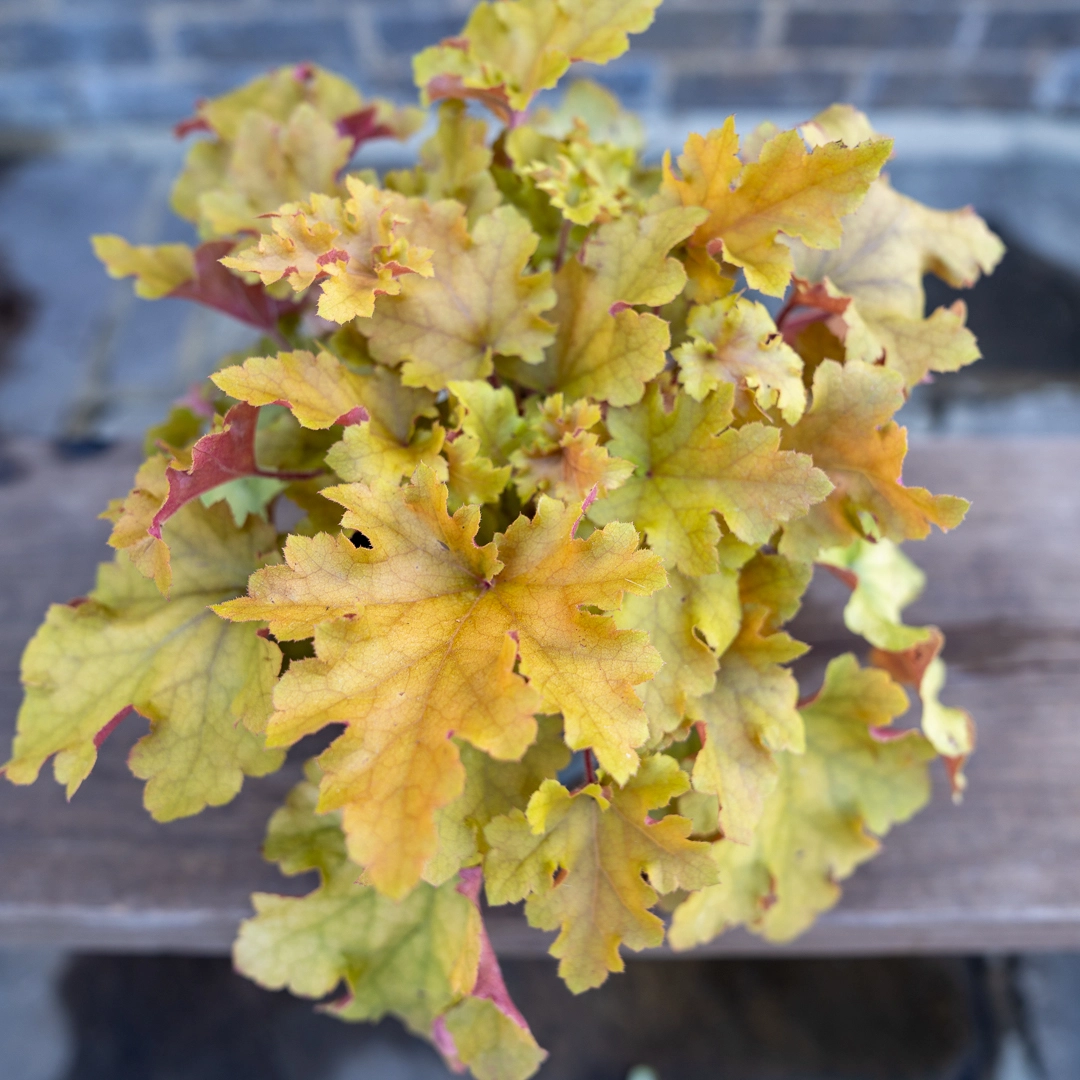 Heuchera 'Indian Summer Orange' (12cm)  Orange Coral Bells