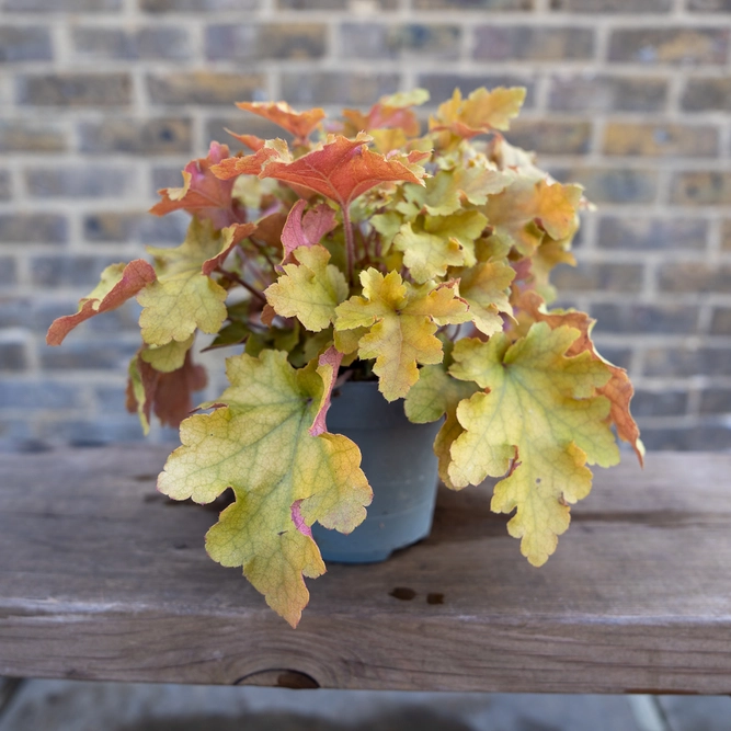 Heuchera 'Indian Summer Orange' (12cm)  Orange Coral Bells - image 2