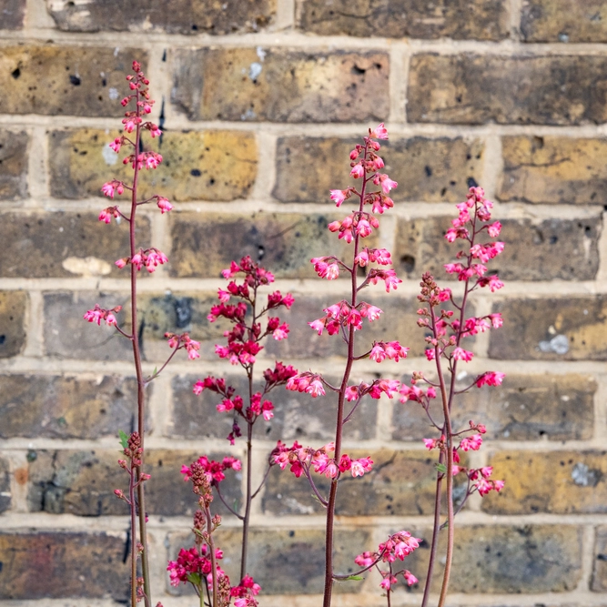 Heuchera 'Paris' (Pot Size 2L) - image 6