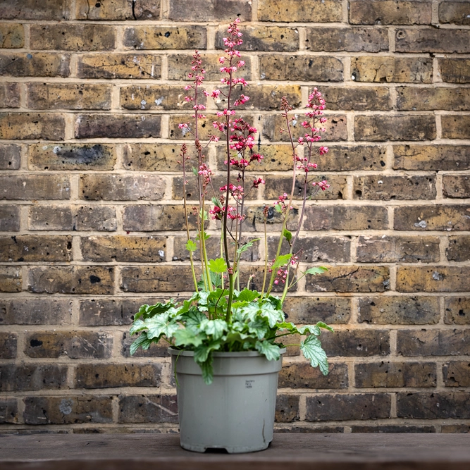 Heuchera 'Paris' (Pot Size 2L) - image 7