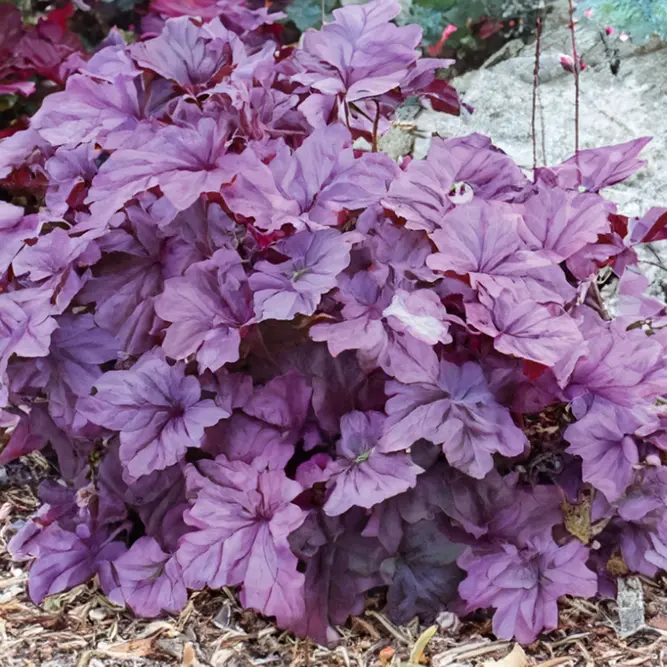 Heuchera 'Pink Panther' (Pot Size 3L) Coral Bells - image 1