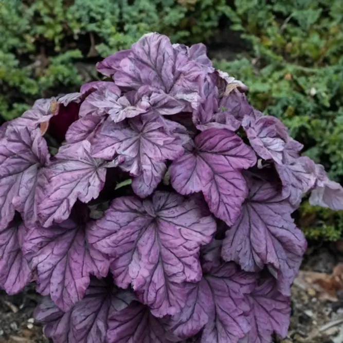 Heuchera 'Pink Panther' (Pot Size 3L) Coral Bells - image 2