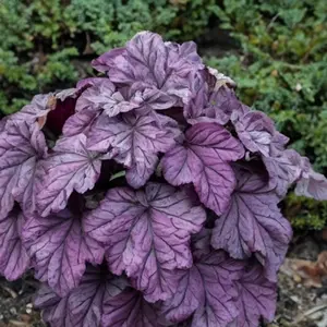 Heuchera 'Pink Panther' (Pot Size 3L) Coral Bells - image 2