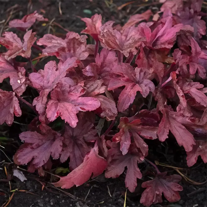 Heuchera 'Red Rover' (Pot Size 3L)