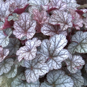 Heuchera 'Silver Scrolls' (Pot Size 12cm) - image 1