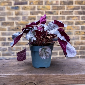 Heuchera 'Silver Scrolls' (Pot Size 12cm) - image 2