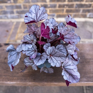 Heuchera 'Silver Scrolls' (Pot Size 12cm) - image 3