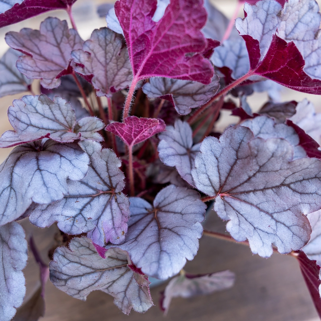 Heuchera 'Silver Scrolls' (Pot Size 12cm)