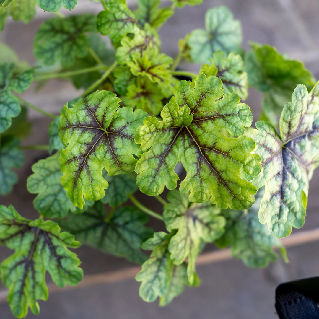 Heuchera 'Tapestry' (12cm) Foamy Bells at Boma Garden Centre