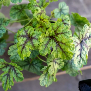 Heuchera 'Tapestry' (12cm) Foamy Bells - image 1