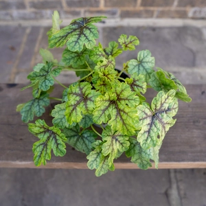 Heuchera 'Tapestry' (12cm) Foamy Bells - image 2