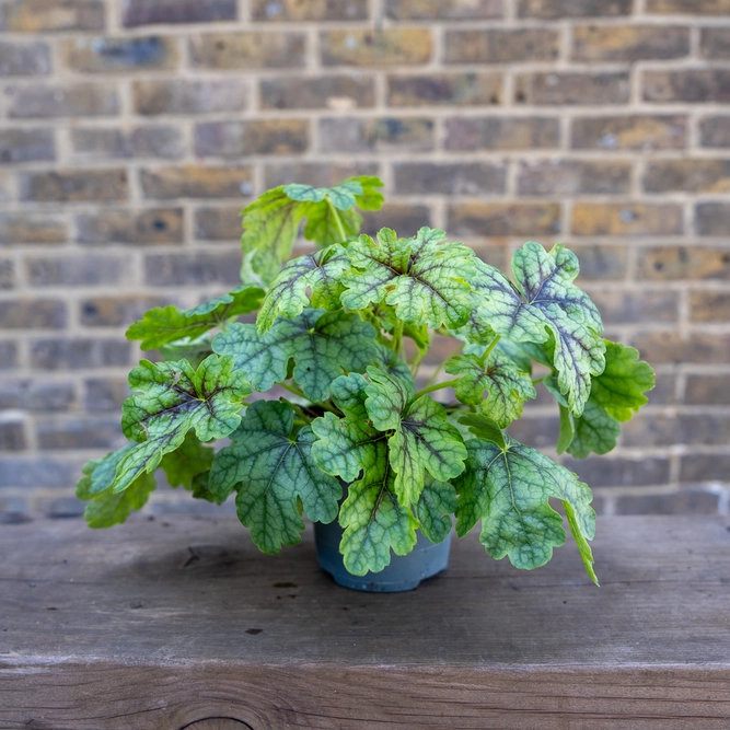 Heuchera 'Tapestry' (12cm) Foamy Bells - image 3