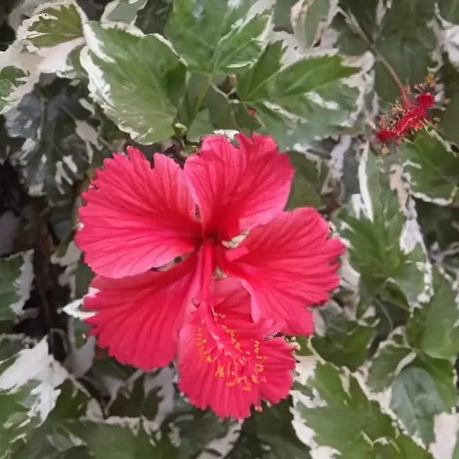 Hibiscus 'Rosa Variegated' (Pot Size 12cm) Variegated Hibiscus