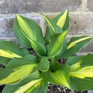 Hosta 'Lakeside Spellbinder' (Pot Size 2L) - Plantain Lily