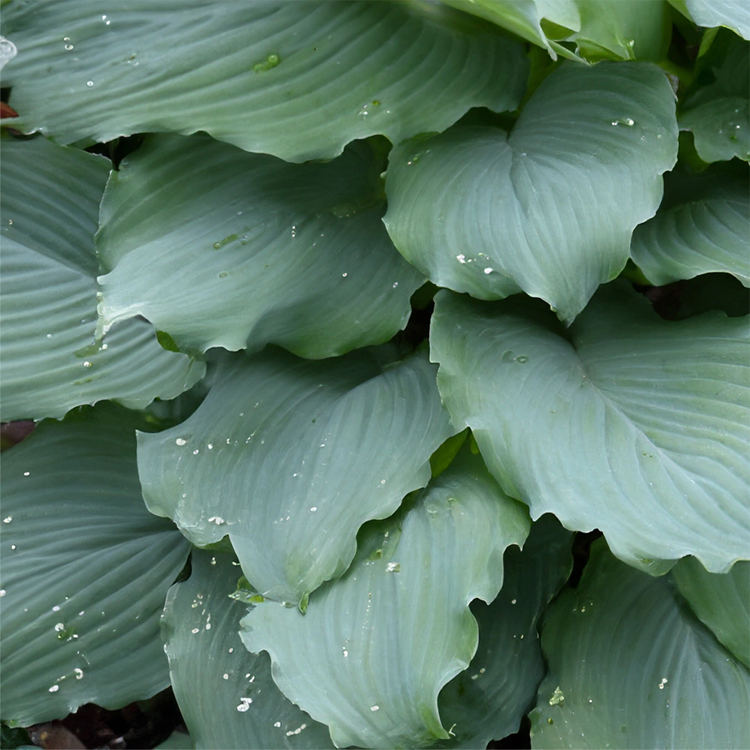 Hosta 'shadowland Diamond Lake' (pot Size 2l) - The Boma Garden Centre