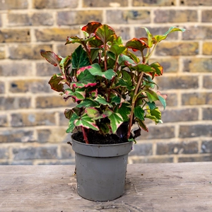 Houttuynia cordata ‘Chameleon’ (Pot Size 10.5cm) - image 1