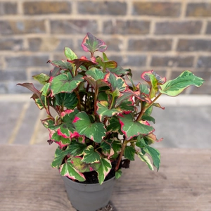 Houttuynia cordata ‘Chameleon’ (Pot Size 10.5cm) - image 2