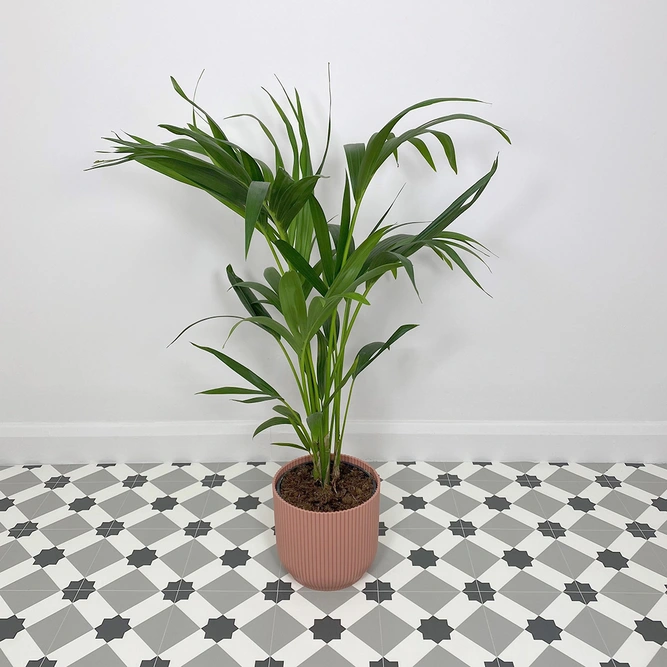 Howea forsteriana (Pot Size 17cm) H80cm Kentia palm - image 1