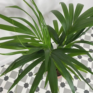 Howea forsteriana (Pot Size 17cm) H80cm Kentia palm - image 2