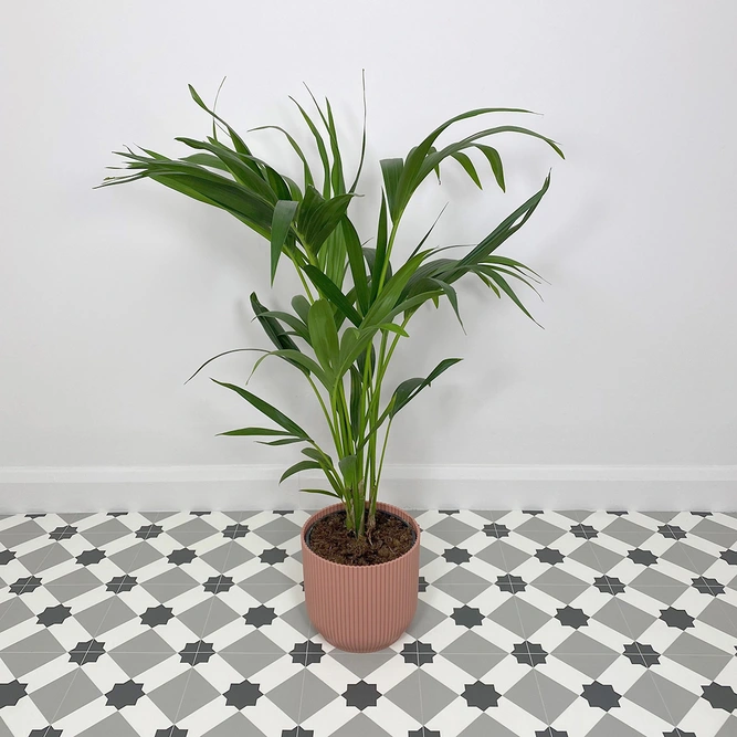 Howea forsteriana (Pot Size 21cm) H120cm Kentia palm - image 1