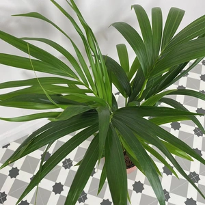 Howea forsteriana (Pot Size 21cm) H120cm Kentia palm - image 2