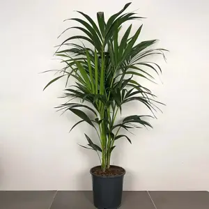 Howea forsteriana (Pot Size 24cm) Kentia palm - image 2