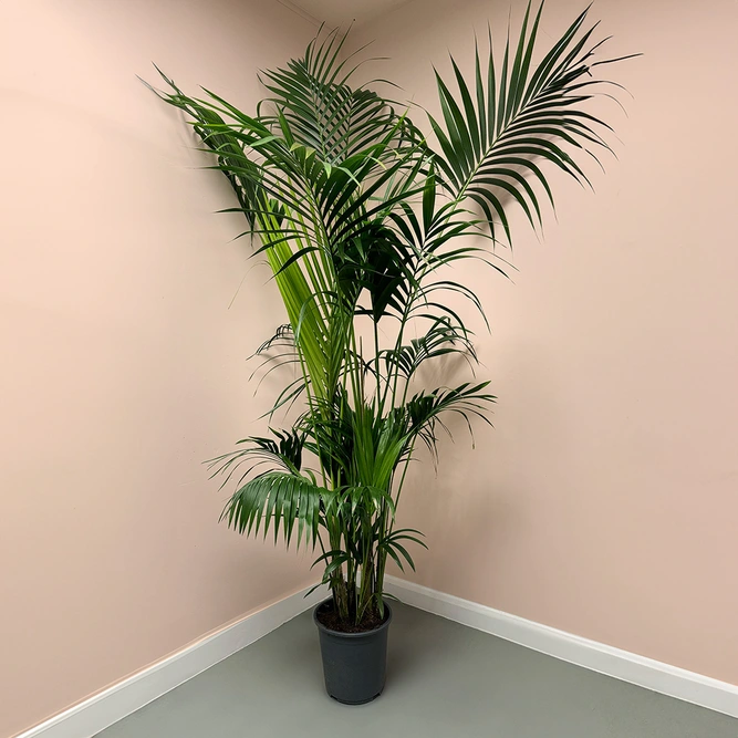 Howea forsteriana (Pot Size 27cm / 200cm Height) Kentia palm - image 1