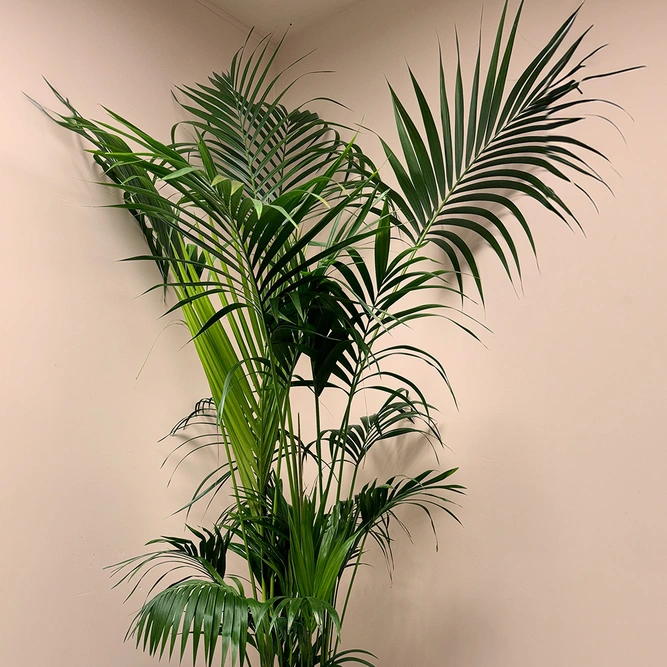 Howea forsteriana (Pot Size 27cm / 200cm Height) Kentia palm - image 2