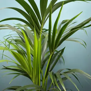 Howea forsteriana (Pot Size 27cm / 200cm Height) Kentia palm - image 3