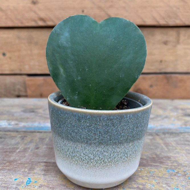 Hoya Kerrii (Pot Size 7Cm) Sweetheart Hoya plant - image 1