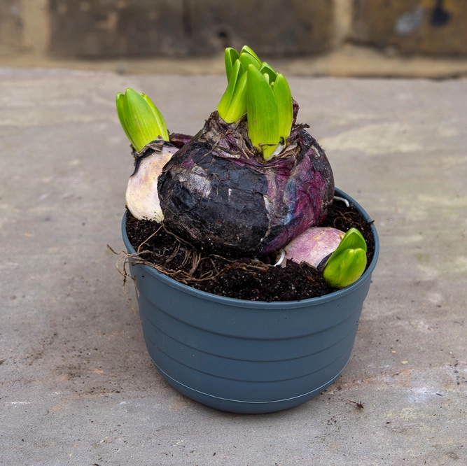 Hyacinthus multiflora 'Blue' (Pot Size 10.5cm) Hyacinth - image 2