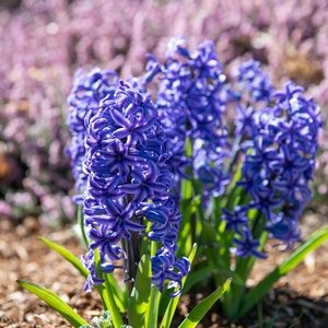 Hyacinthus multiflora 'Blue' (Pot Size 10.5cm) Hyacinth - image 1