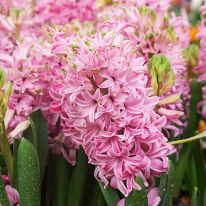 Hyacinthus multiflora 'Pink'  (Pot Size 10.5cm) Hyacinth - image 1