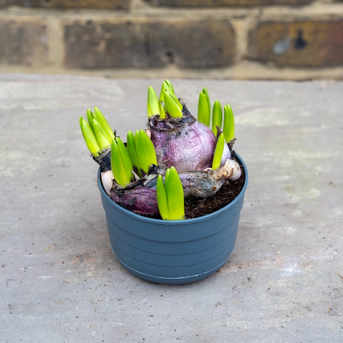 Hyacinthus multiflora 'Pink'  (Pot Size 10.5cm) Hyacinth - image 2