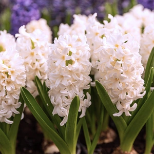 Hyacinthus Multiflora 'White' (Pot Size 10.5cm) Hyacinth - image 1