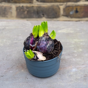 Hyacinthus Multiflora 'White' (Pot Size 10.5cm) Hyacinth - image 2