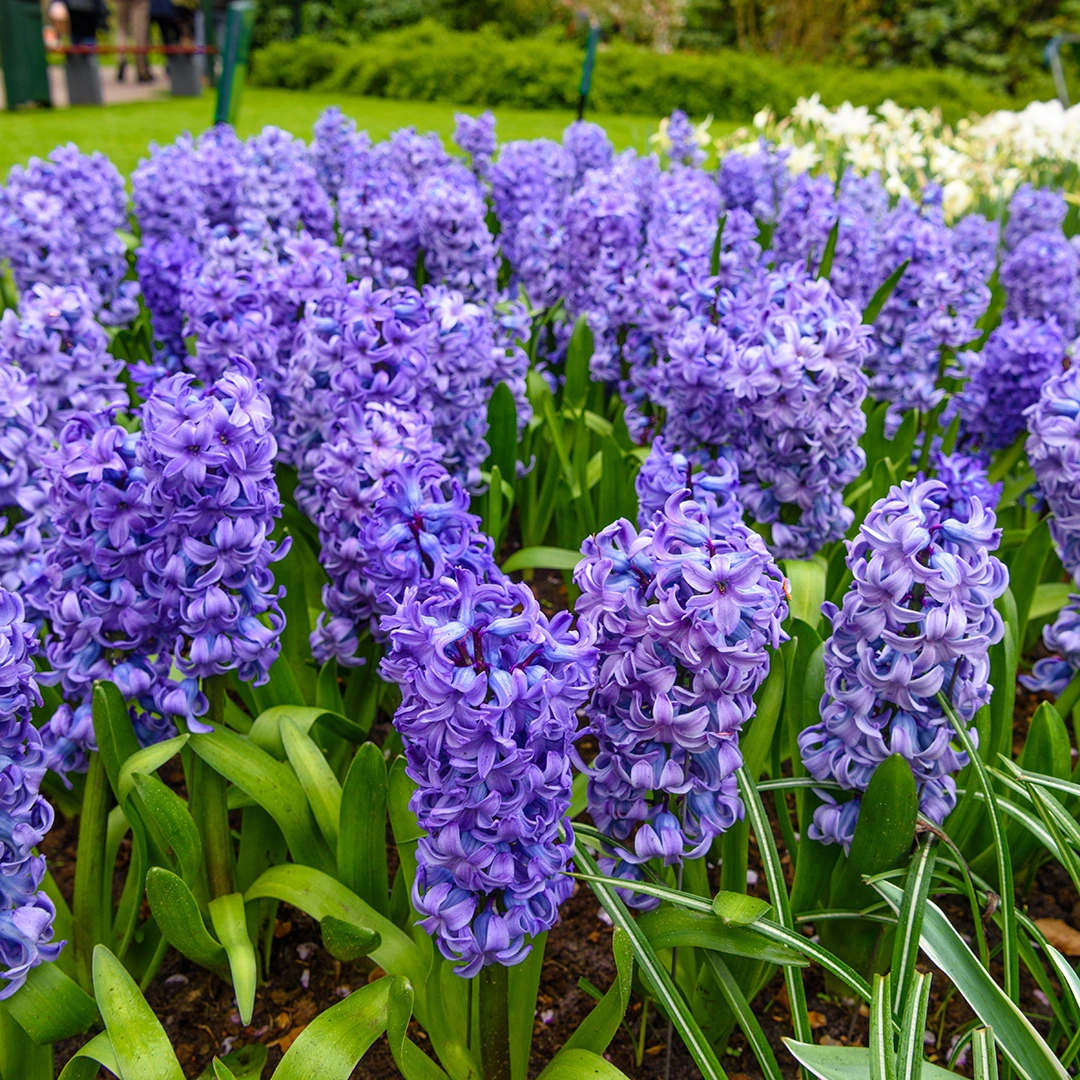 Hyacinthus orientalis 3 'Blue Pearl' Bulbs (Pot Size 12cm) Bulbs in ...