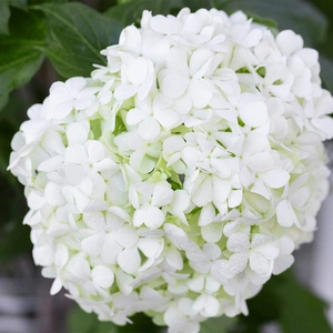 Hydrangea arborescens  'Annabelle' (Pot Size 19cm) - image 1