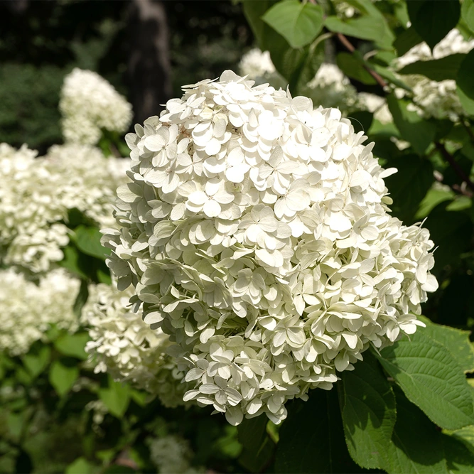 Hydrangea arborescens  'Annabelle' (Pot Size 19cm) - image 2