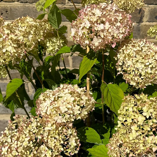 Hydrangea arborescens ‘Candybelle Marshmallow’ (Pot Size 29cm) Candy Marshmallow Hydrangea - image 1