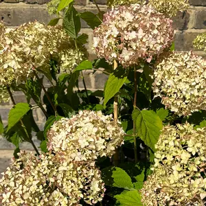 Hydrangea arborescens ‘Candybelle Marshmallow’ (Pot Size 29cm) Candy Marshmallow Hydrangea - image 1