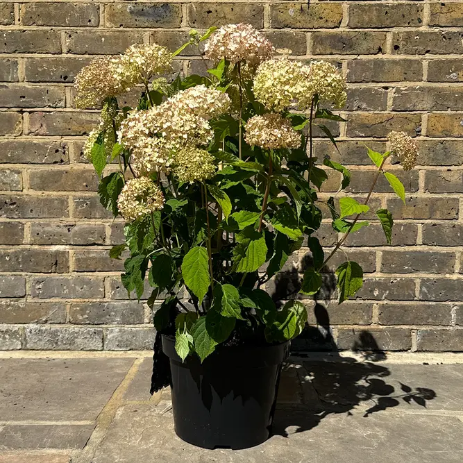 Hydrangea arborescens ‘Candybelle Marshmallow’ (Pot Size 29cm) Candy Marshmallow Hydrangea - image 2