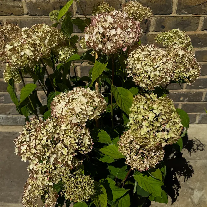 Hydrangea arborescens ‘Candybelle Marshmallow’ (Pot Size 29cm) Candy Marshmallow Hydrangea - image 3