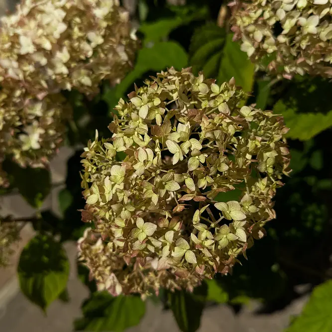 Hydrangea arborescens ‘Candybelle Marshmallow’ (Pot Size 29cm) Candy Marshmallow Hydrangea - image 4