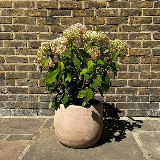 Hydrangea arborescens ‘Candybelle Marshmallow’ (Pot Size 29cm) Candy Marshmallow Hydrangea - image 5