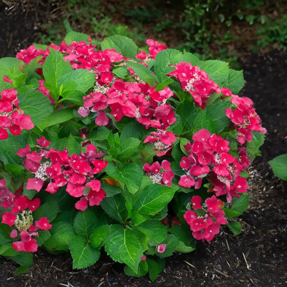 Hydrangea 'Cherry Explosion' (Pot Size 5L) - The Boma Garden Centre