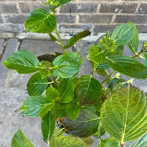 Hydrangea macrophylla 'Montgomery' (Pot Size 3L) - image 2