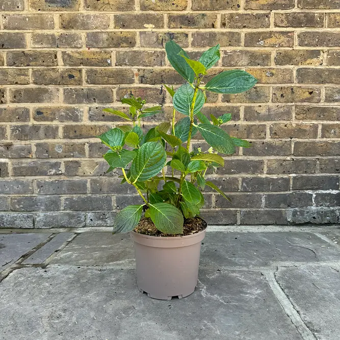 Hydrangea macrophylla 'Montgomery' (Pot Size 3L) - image 3