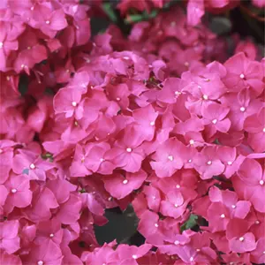 Hydrangea macrophylla 'Montgomery' (Pot Size 3L) - image 1